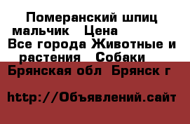 Померанский шпиц мальчик › Цена ­ 30 000 - Все города Животные и растения » Собаки   . Брянская обл.,Брянск г.